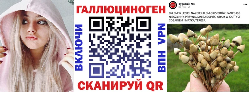 OMG ССЫЛКА  Дубна  Псилоцибиновые грибы Cubensis 
